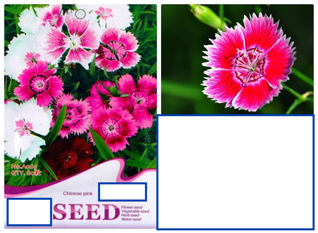 20 SEEDS CARNATION Dianthus Caryophyllus for germination flower exotic garden