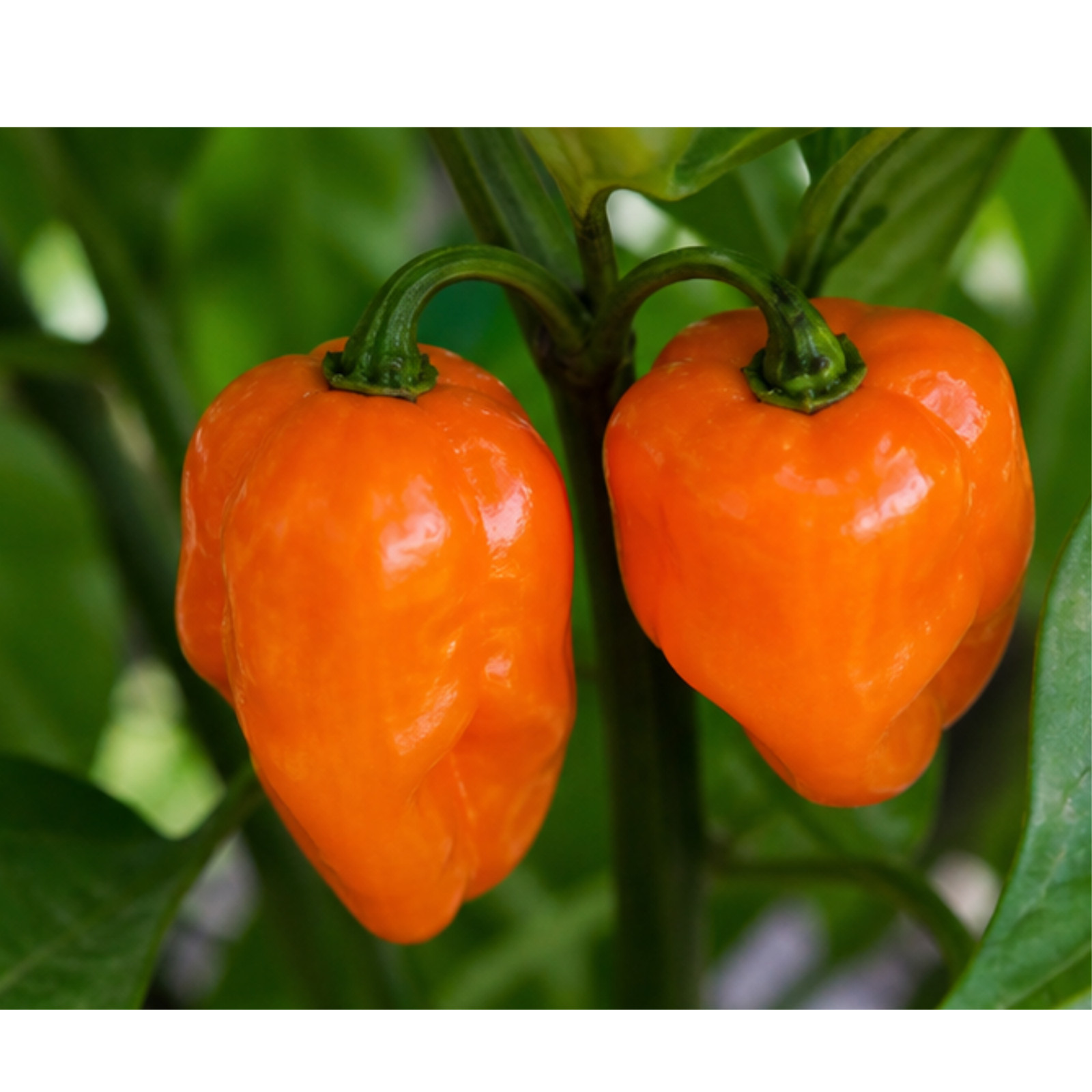 Orange Habanero Pepper Seeds – Heirloom