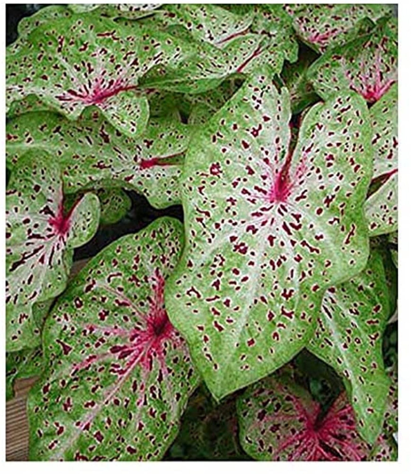 5 Fancy-Leaf CALADIUM Bulbs~MISS MUFFET~Red Spots, White Veins~FREE SHIPPING
