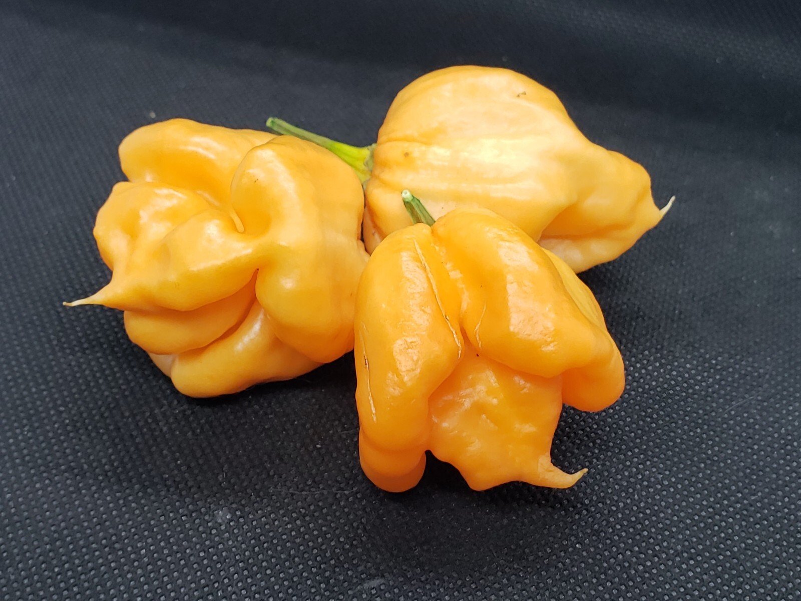 Pink 7 Pot Super Hot Pepper Seeds! Heirloom Extreme Fruity Heat 💢 -Tracking-