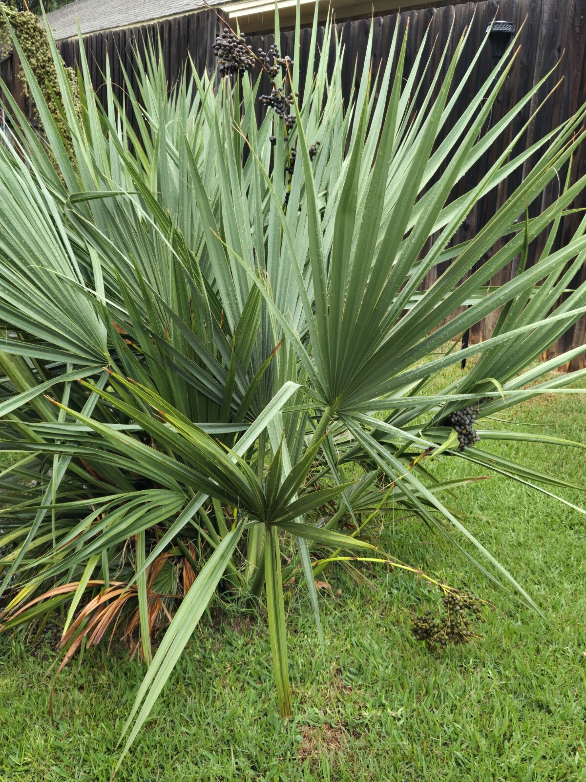 Sabal Minor Palm Tree Seeds Cold Hearty Fresh Easy Fast Growing Qty 30