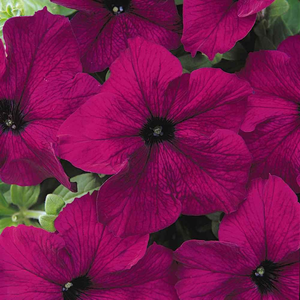 250 Seeds Petunia Grandiflora Seed – Burgundy Petunia Flower Seeds