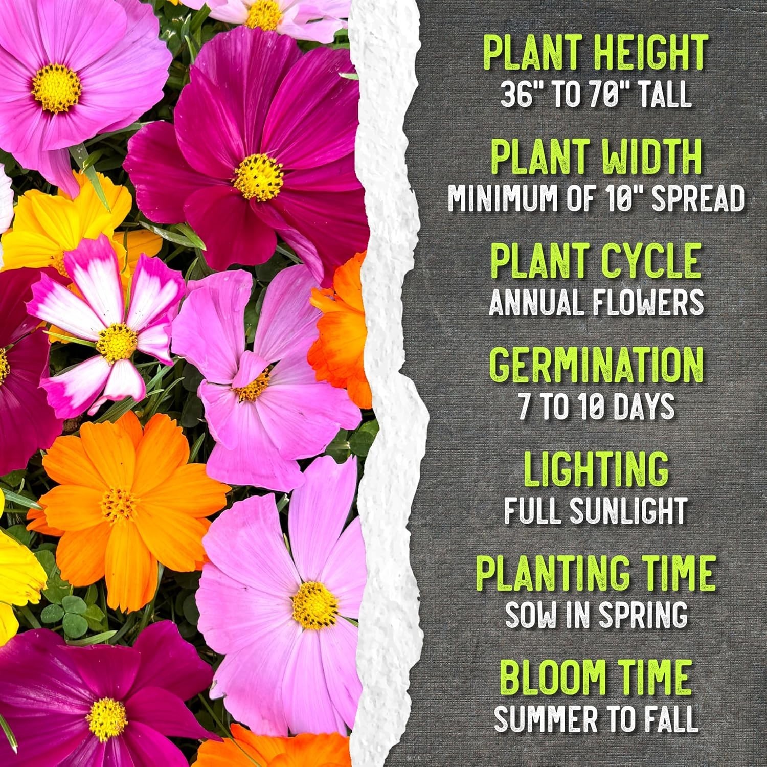 Crazy Cosmos Mix – 10+ Open Pollinated Flower Seed Varieties for Vibrant Gardens