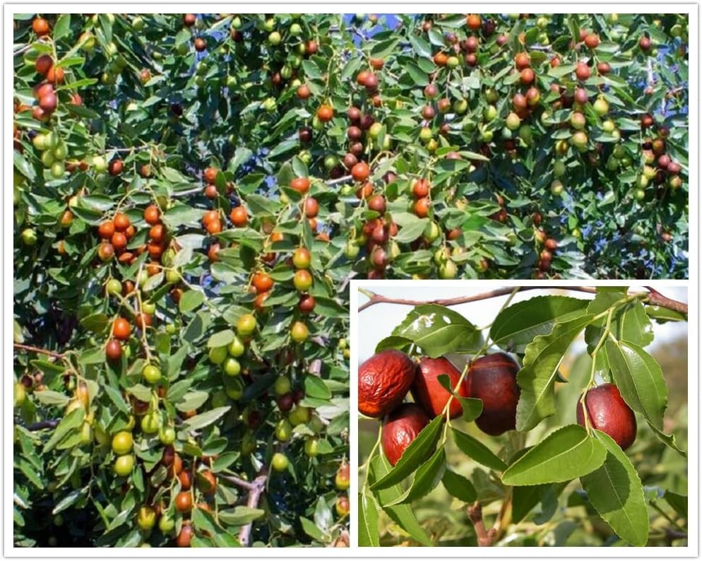 Ziziphus Jujube aka Jujube Tree 5 Seeds Free USPS Ground Shipping!