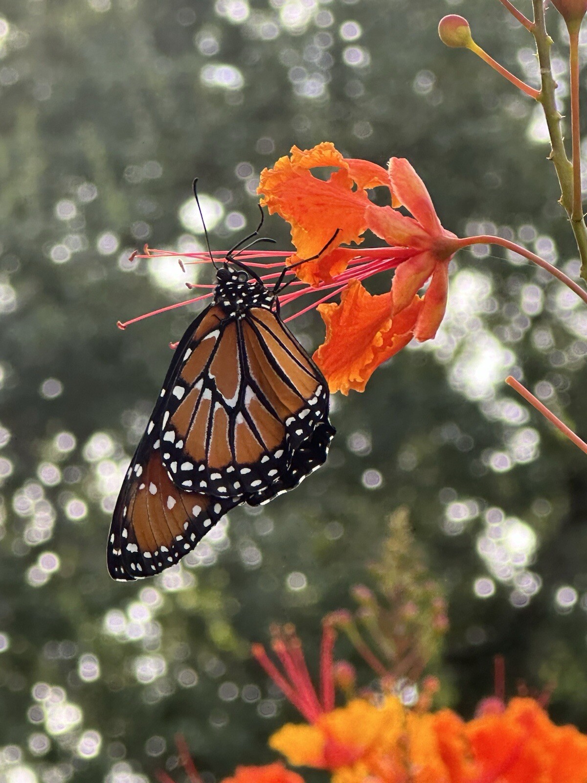 30 Total seeds Caesalpinia Pulcherrima Yellow, And Red PRIDE OF BARBADOS