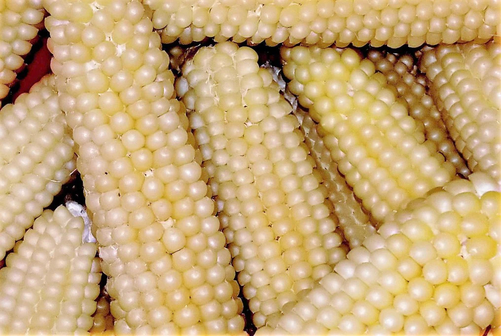 Japanese White Hulless Popcorn Seeds | Popping Ornamental Field Corn Seeds 2023