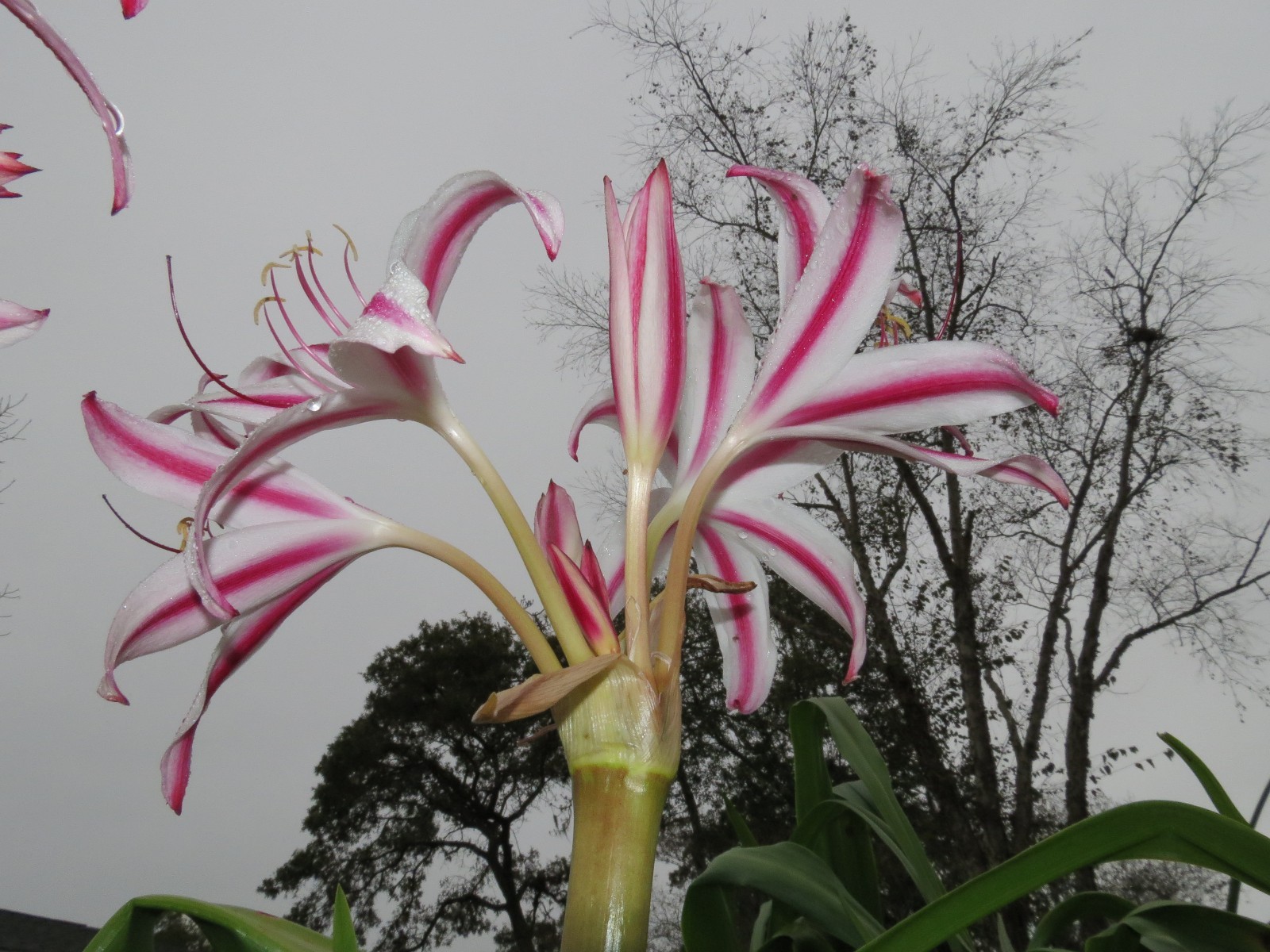 Crinum Lily, Marisco, Large, blooming-size bulb, NEW