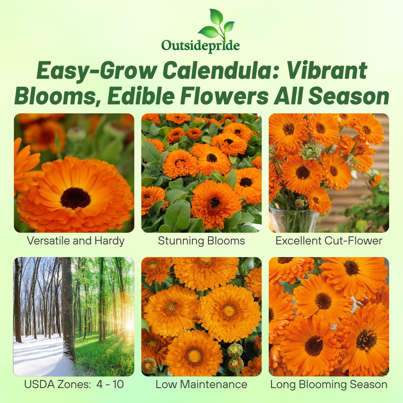 1000 Seeds Pot Marigold Seeds Drought Resistant Calendula Officinalis