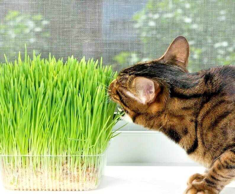 6.oz PET GRASS SEEDS – WHOLE BARLEY – ORGANIC