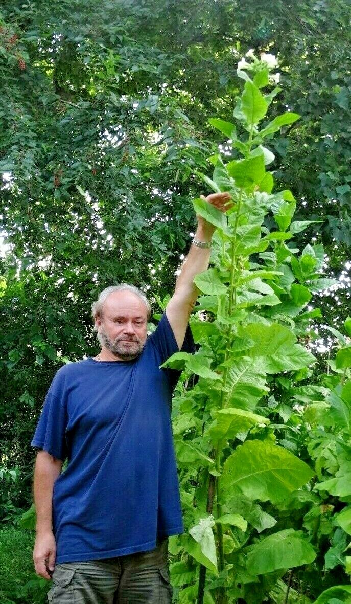 RARE TURKISH BURSA TOBACCO 2000+ SEEDS 0.2GR FRESH 2023 SNUFF CIGARETTE PIPE