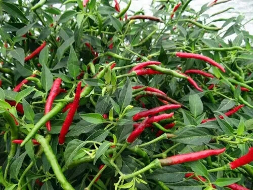 50+ DRAGON THAI CHILI FRESH SEEDS, USA