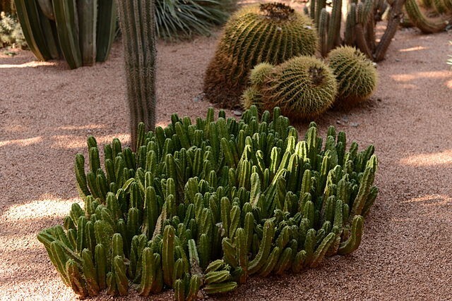 Echinocereus viereckii 25 Seeds