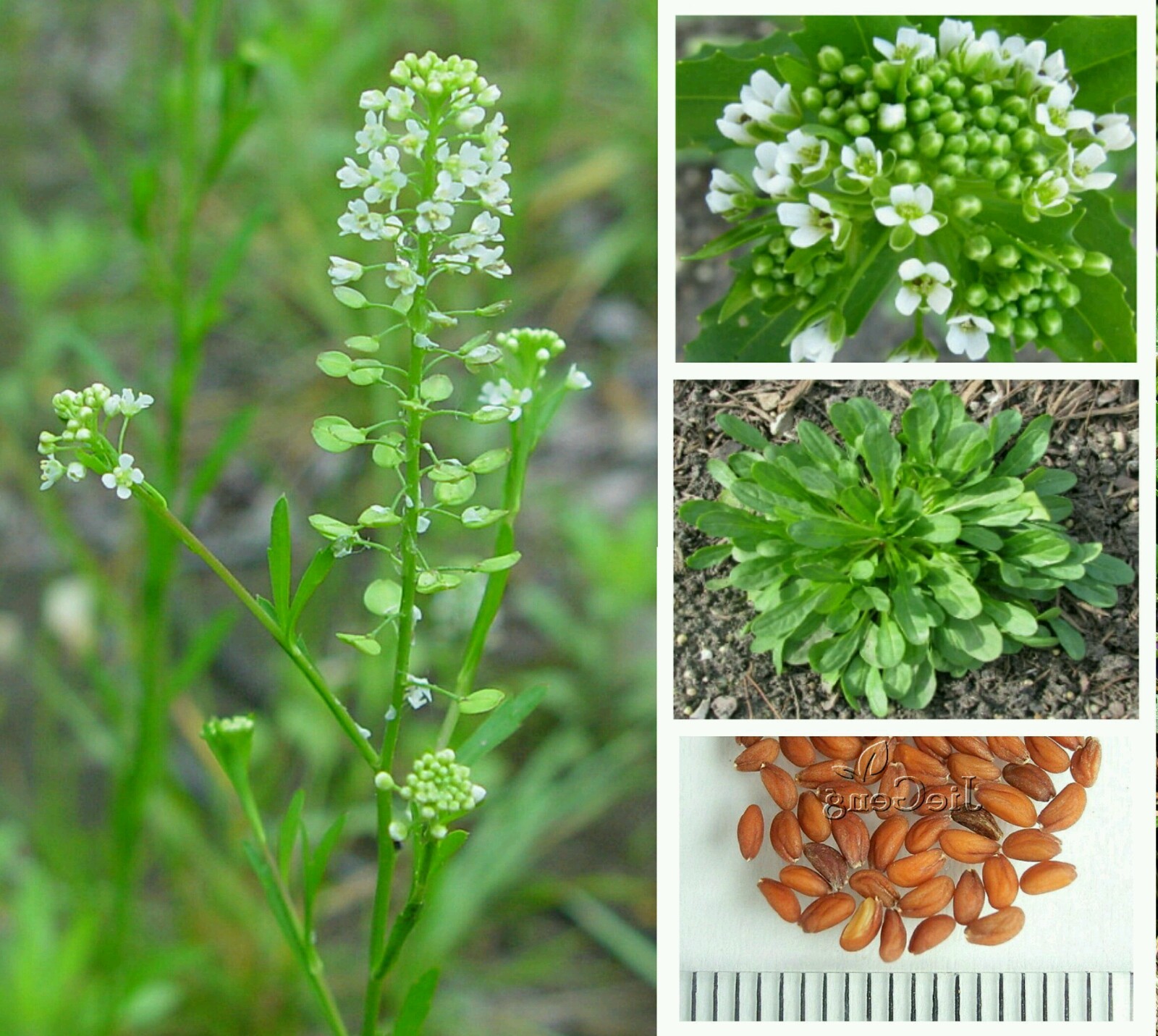 50 Organic Virginia Peppergrass Seeds ~ Medicinal & Culinary *Free US Shipping*