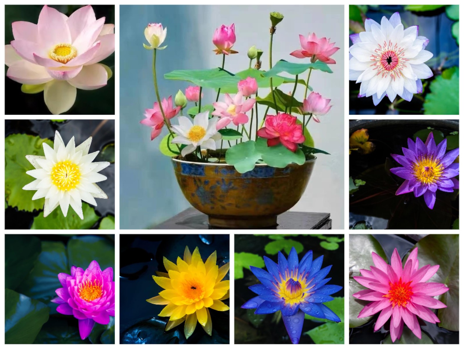 Mixed Lotus Seeds for Planting – Colorful Water Lily Flowers for Ponds