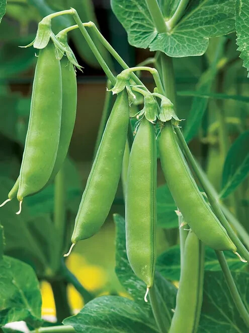55+ seeds, Pea – Sugar Snap, Open pollinated, Heirloom, Non-GMO, Easy to grow