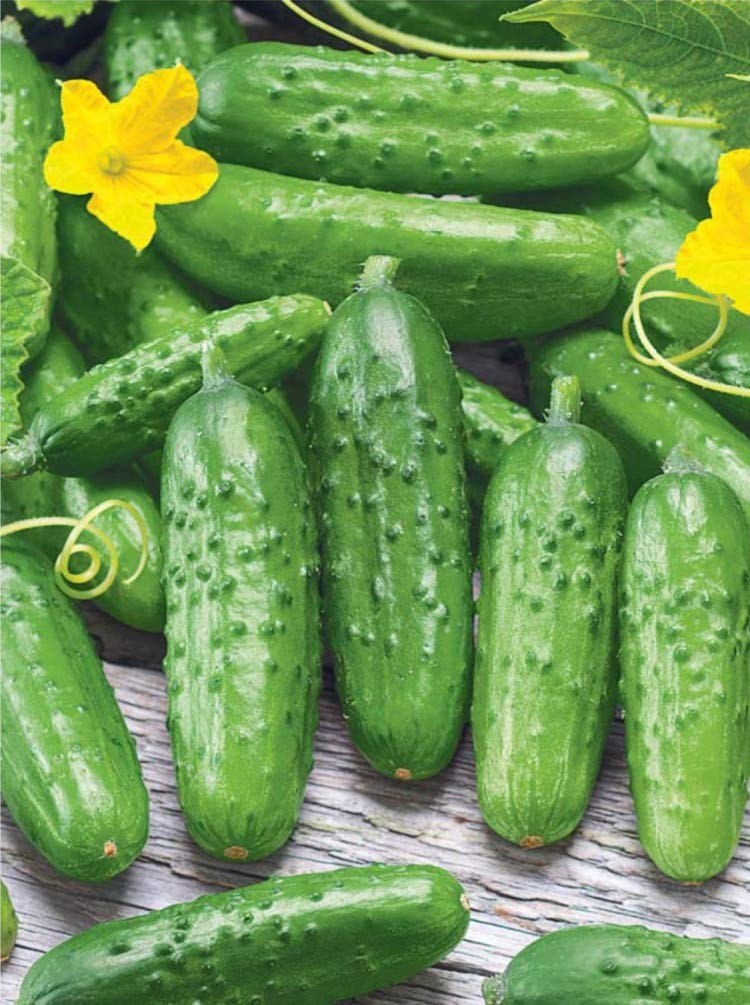 Seeds Cucumber Rodnichok F1 (Cucumis sativus L.) Source Pickling Heirloom Ope…