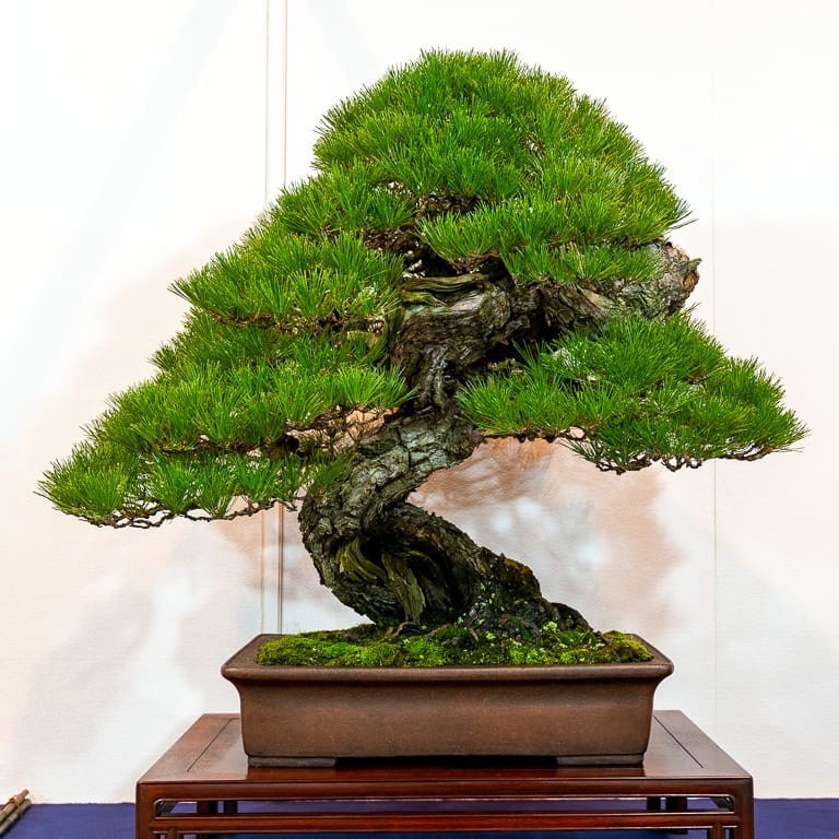 20 JAPANESE BLACK PINE TREE SEEDS (Pinus thunbergii) “Easy & Famous for Bonsai”