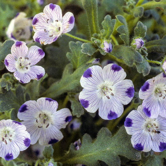 1oz Five Spot Flower Seeds Nemophila maculata (Approx 4600 Seeds)