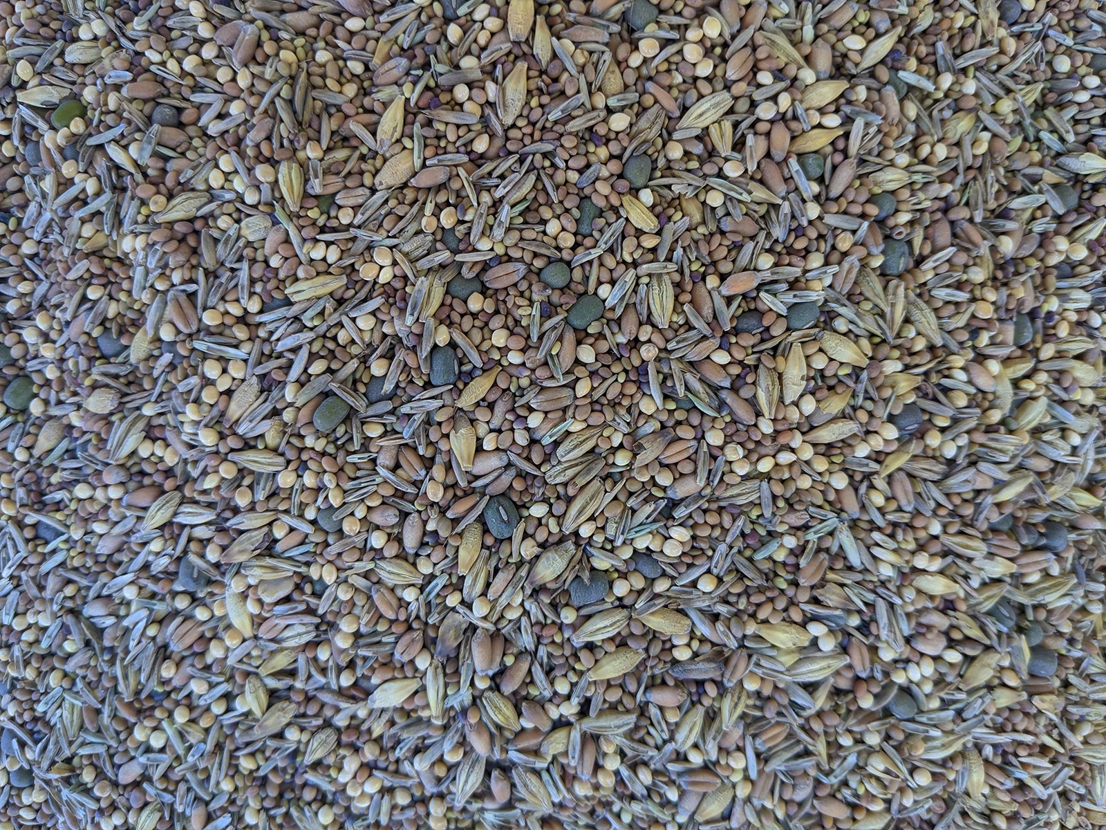 Premium Chicken Pasture Forage Seeds Mix 1 lb Clovers, Grains, Fodder