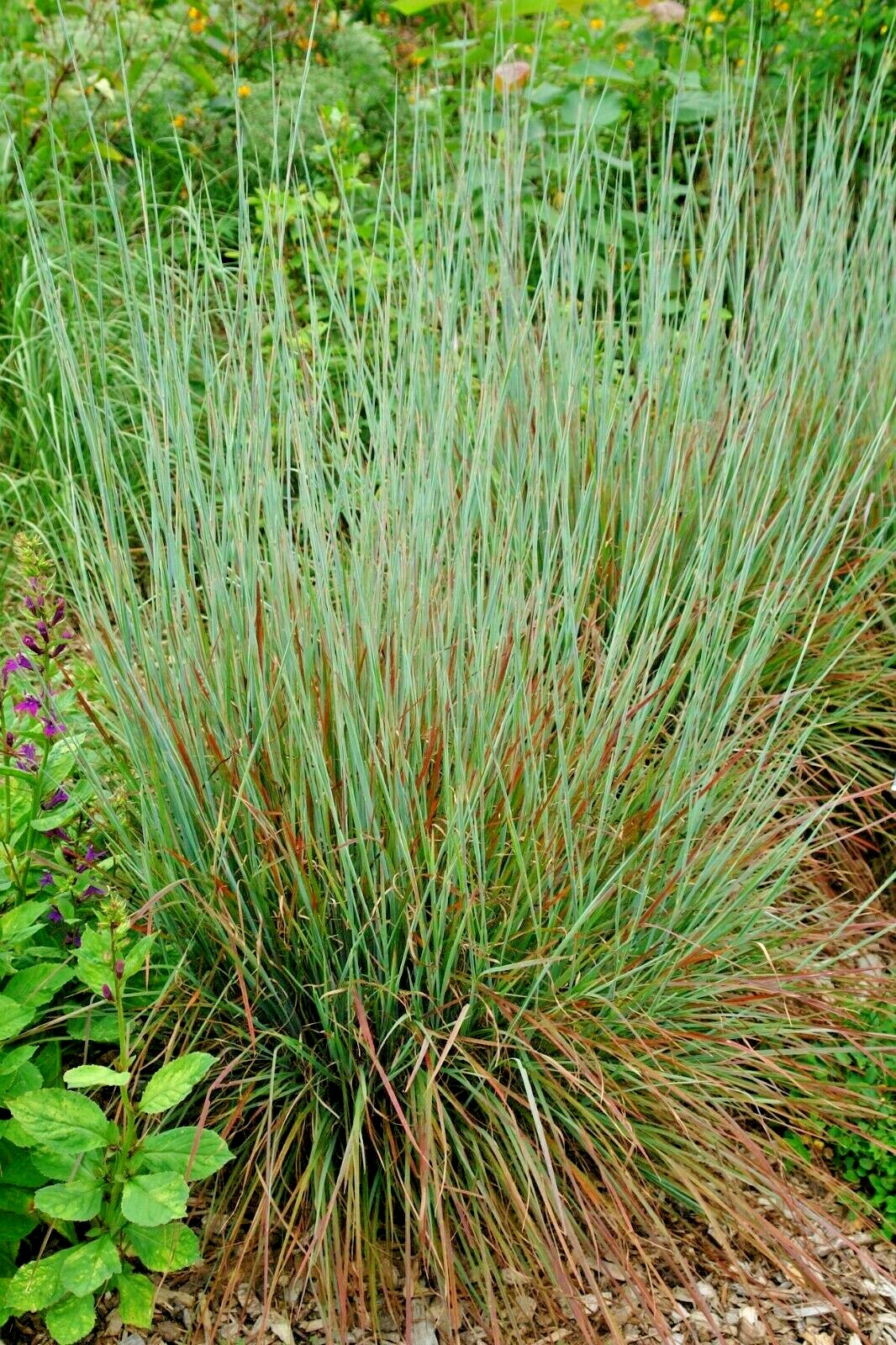 501+ LITTLE BLUESTEM Seeds Native Prairie Grass Ornamental Perennial Fall Colors