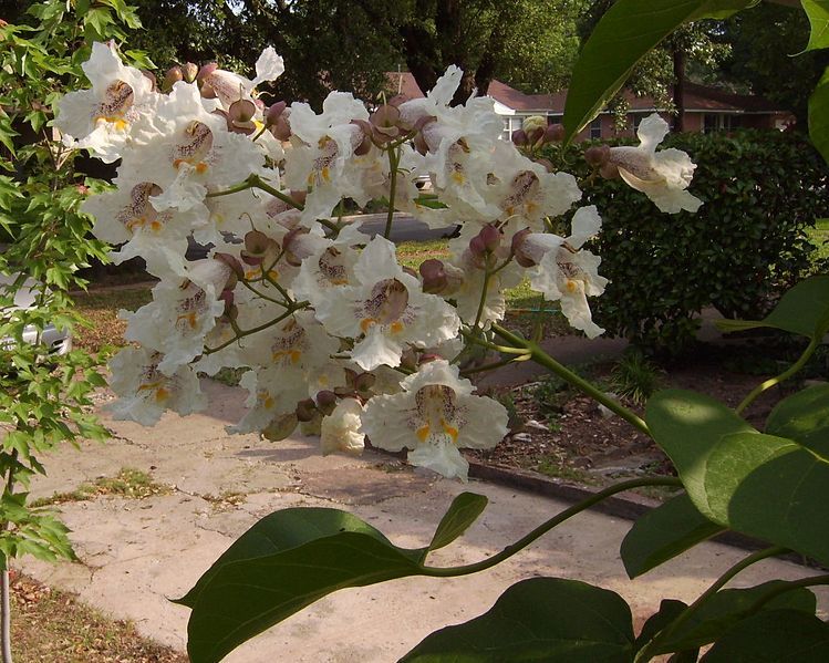 30 NORTHERN CATALPA SEEDS – Catalpa speciosa
