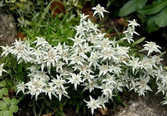 Leontopodium alpinum Edelweiss Sound of Music 100 Seeds Blossom Snow Perennials