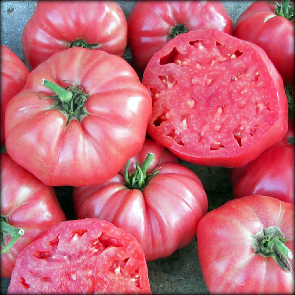 Pink Brandywine Tomato Organic, Heirloom. 30 Seeds Free Shipping!