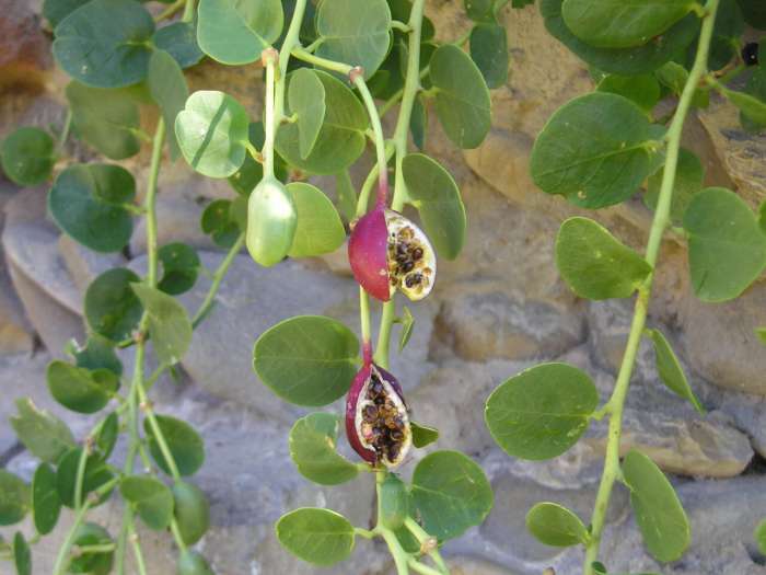Capparis Spinosa, Caper Bush, Edible Flinders Rose 20 Seeds / USA