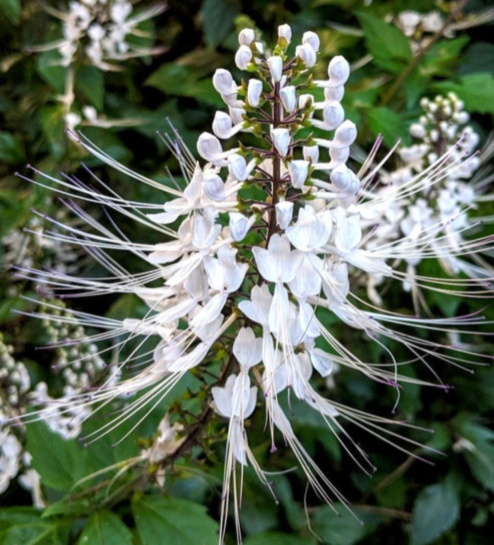 Set 2 White Cat Whiskers Live Plants – 4-6″ Tall – Flowering Plant for Landscapi