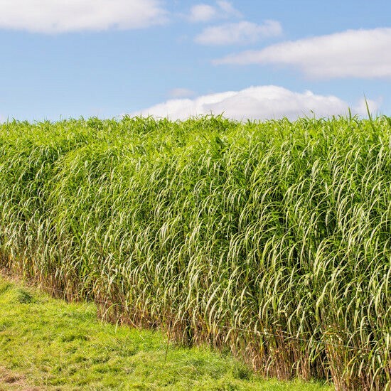 1000+SWITCHGRASS Seeds Native Tall Grass Prairie Ornamental Perennial Fast Easy