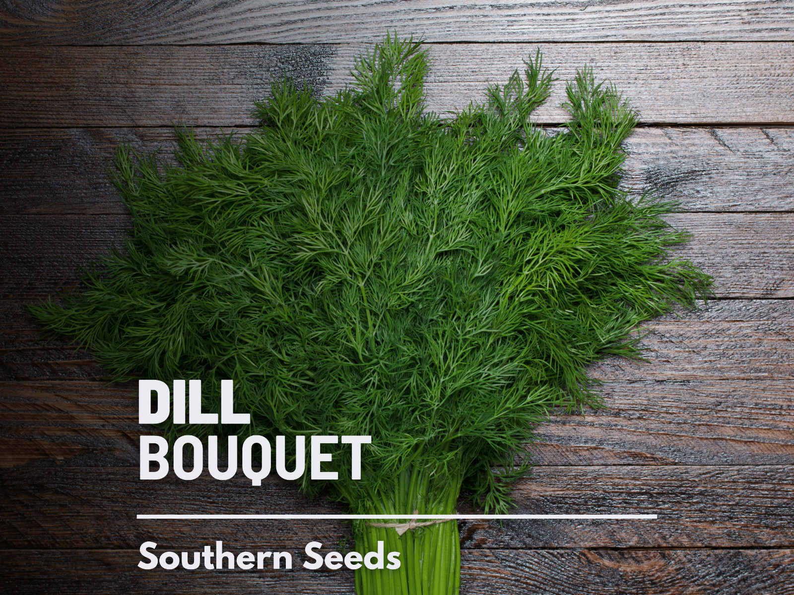 Dill, Bouquet – 100 Seeds – Culinary Herb – Heirloom – NonGMO