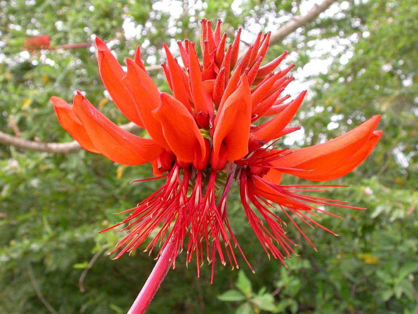 Erythrina Arborescens 6 Seeds, Flowering CORAL Tropical Shrub or Tree