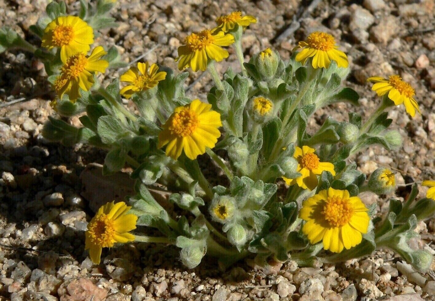 Woolly Daisy Seeds (Eriophyllum Wallacei) -100 seeds-