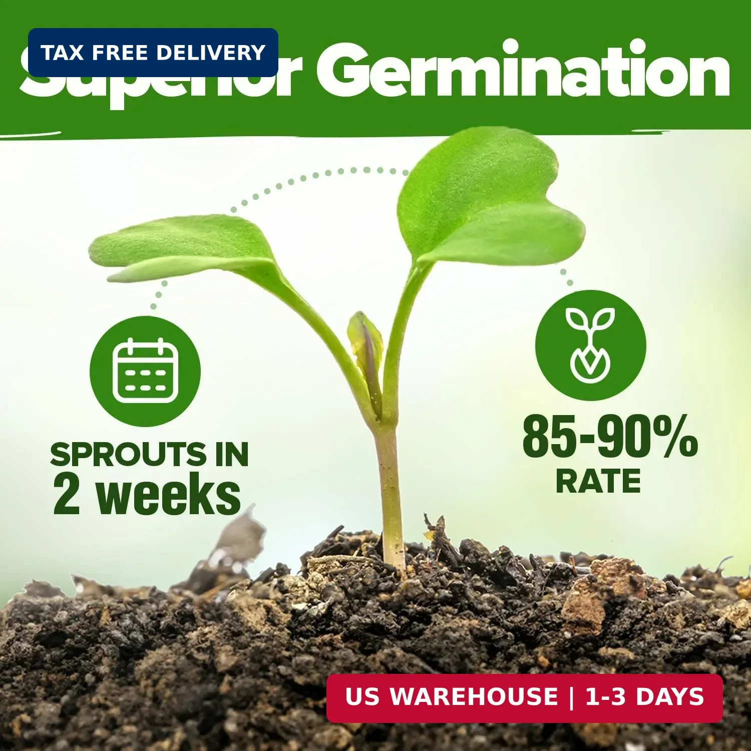 HOME GROWN Mint Seeds Variety Pack – 870+ Heirloom Non-GMO USA Peppermint, Spear