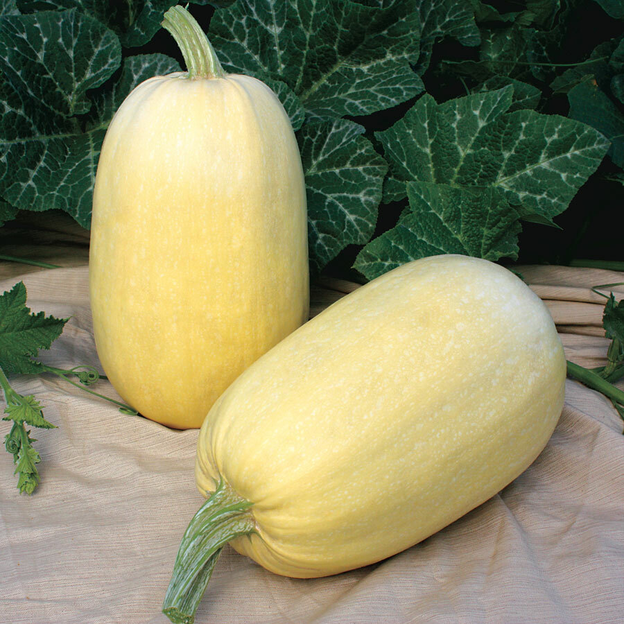 Spaghetti Squash Seeds 20 Ct Winter Vegetable Garden Heirloom USA FREE SHIPPING