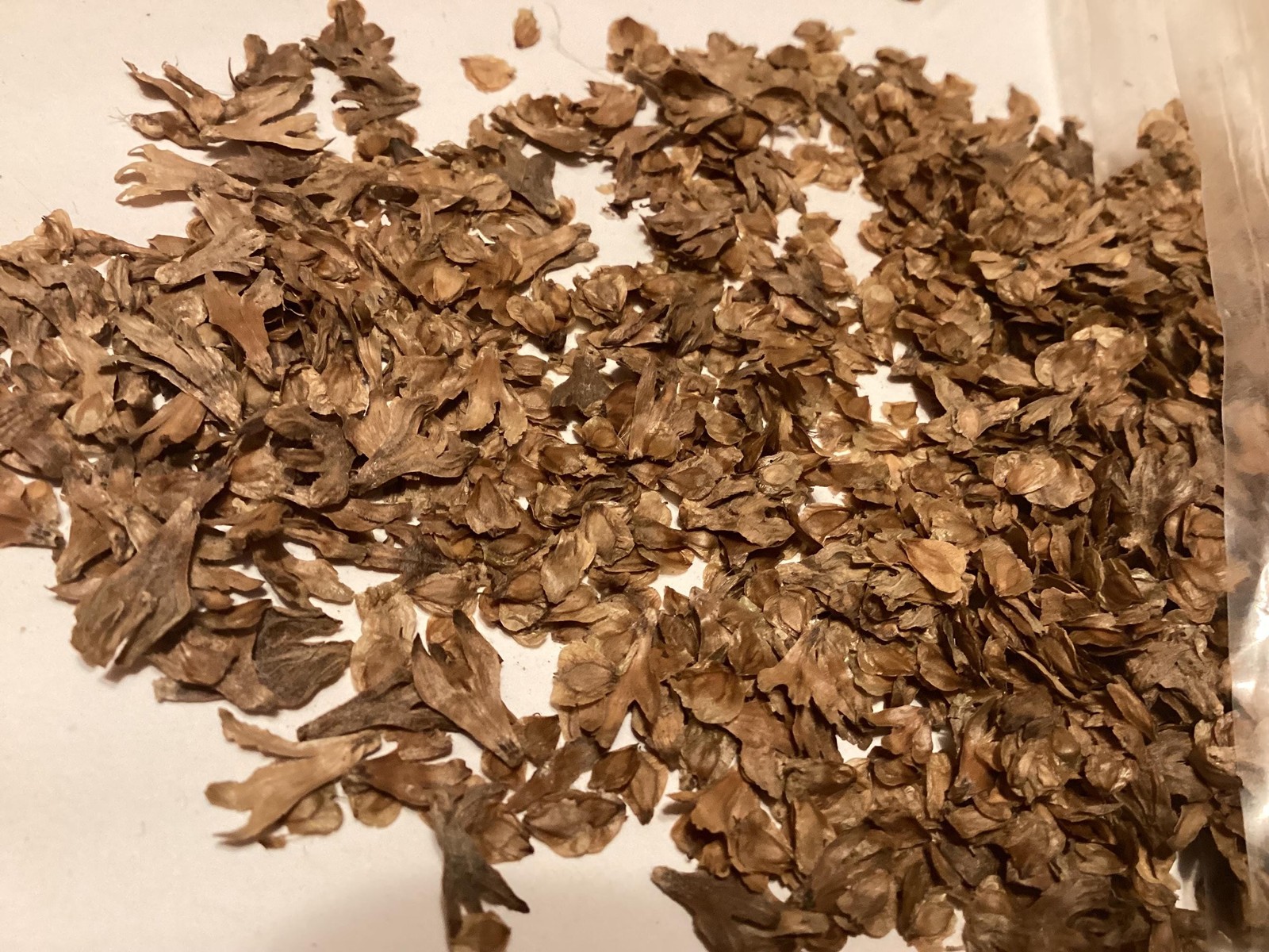 Yellow Birch Seeds Betula Alleghaniensis Tree Seeds Seed Pretreatment Grow Guide