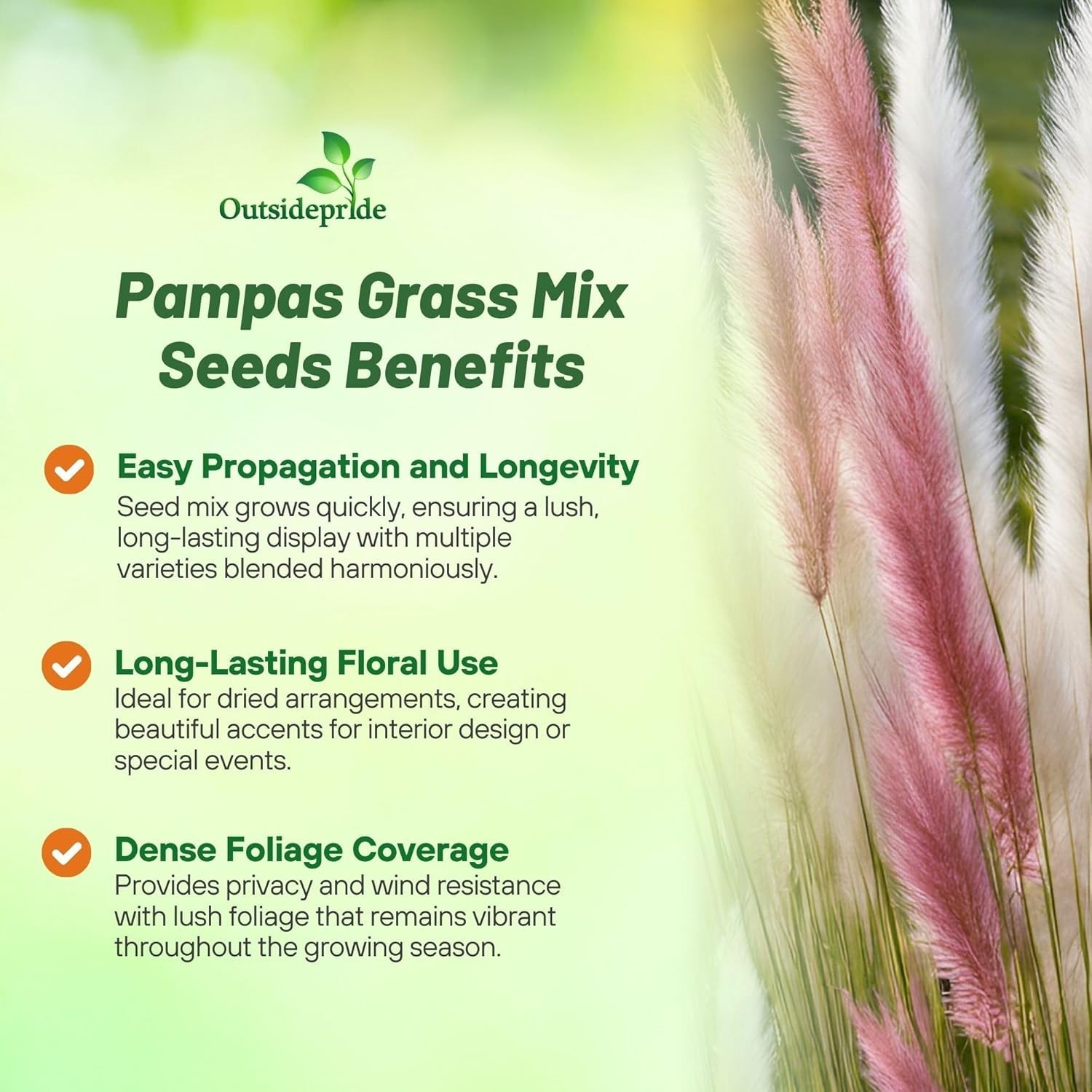 Mix Pampas Grass Seeds – 1,000 Pcs. Perennial, Drought-Tolerant Ornamental Gr…