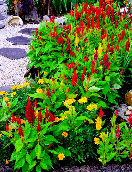 Celosia Flower Seed Packs – 1,000 plus seeds – $10 a pack – or 4 packs $25