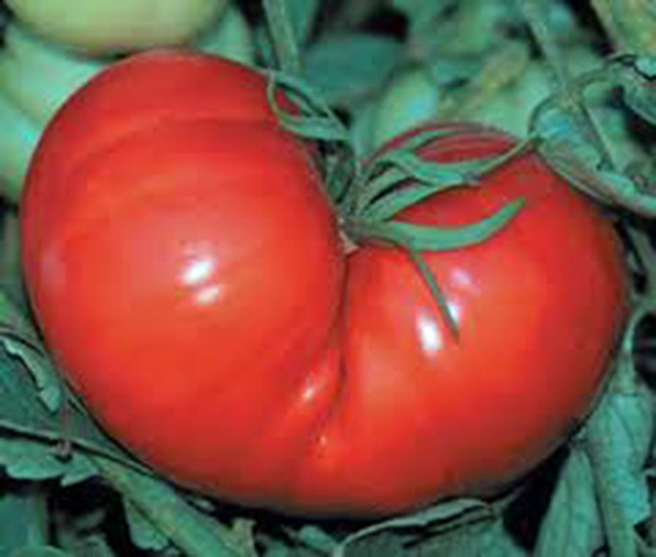 TOMATO, RED PONDEROSA, HEIRLOOM, GROWN 25+ SEEDS