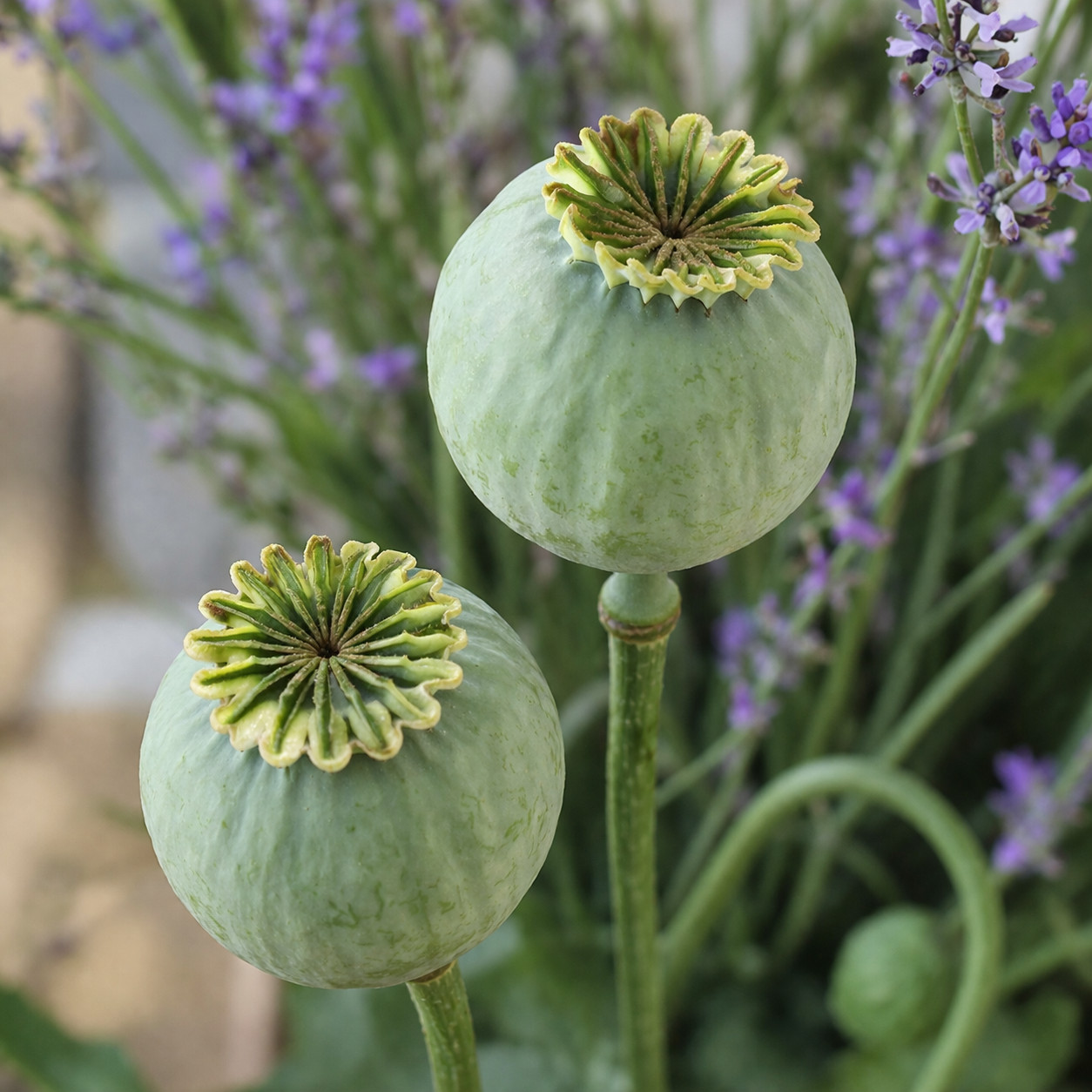 3,000 Rare Giant White Pepperbox Poppy Seeds – P. Somniferum Giant White Blooms