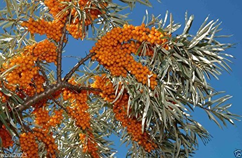 200 Seeds Sea Buckthorn, Seaberry – Hippophae Rhamnoides – Edible Fruit – Raw or