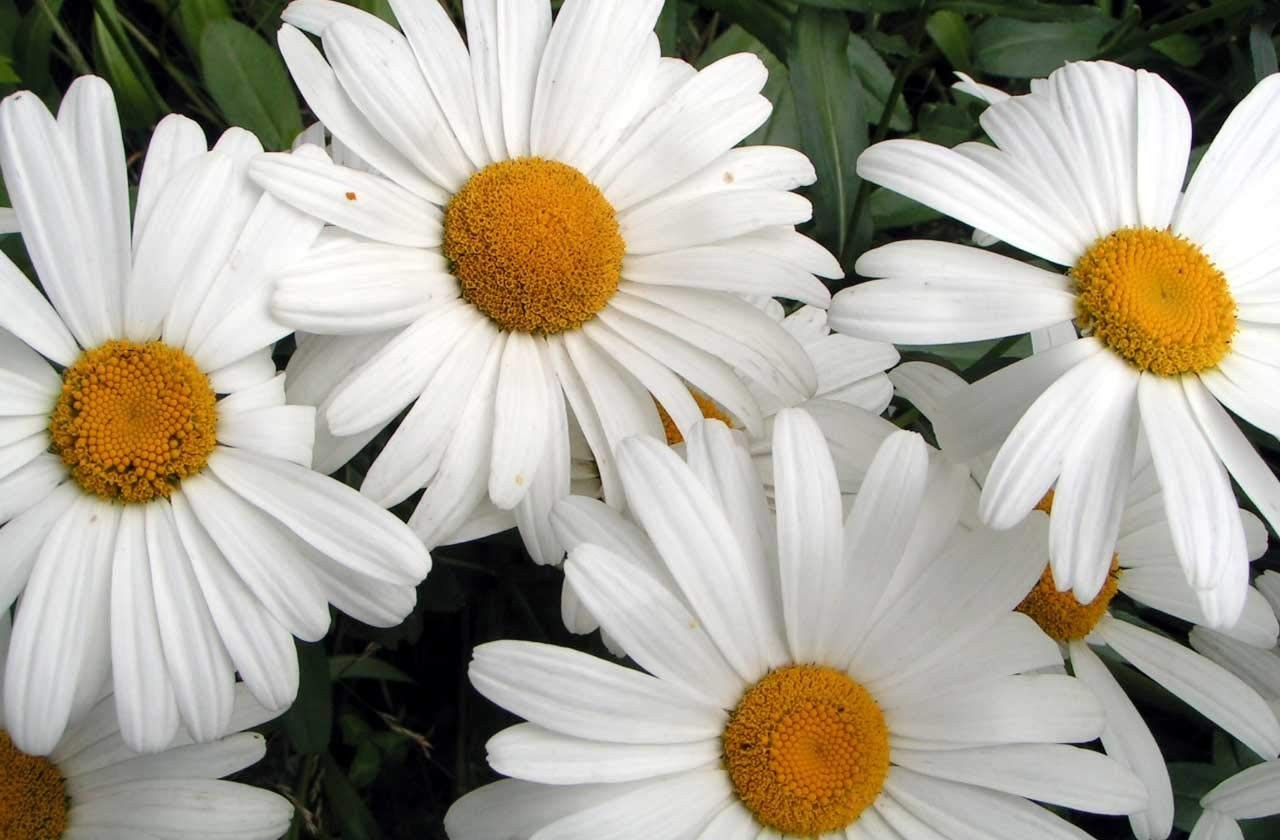 500 SHASTA DAISY Chrysanthemum Perennial Heirloom Flower Meadow Non-GMO seeds