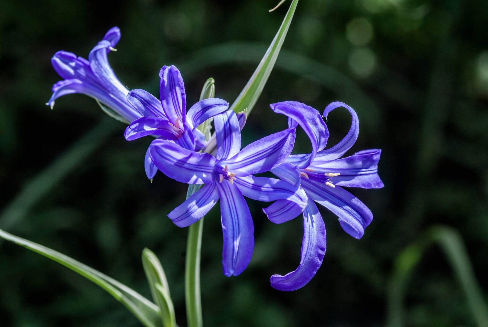10 BLUE SIBERIAN LILY Mountain Ixia Altai Ixiolirion Tataricum Flower Seeds