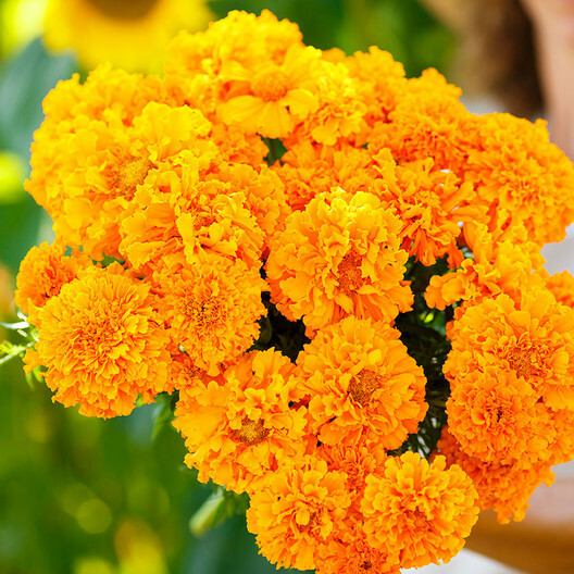 Marigold, African HAWAII Tall ORANGE Double Blooms Beneficial Non-GMO 250 Seeds!