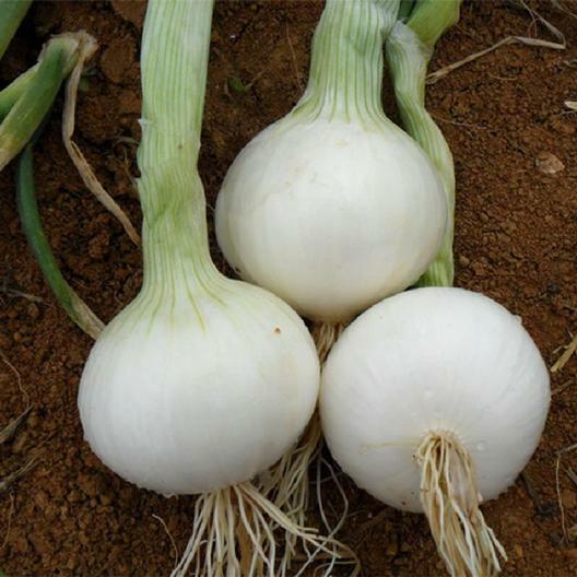 500 White Sweet Spanish Onion Seeds