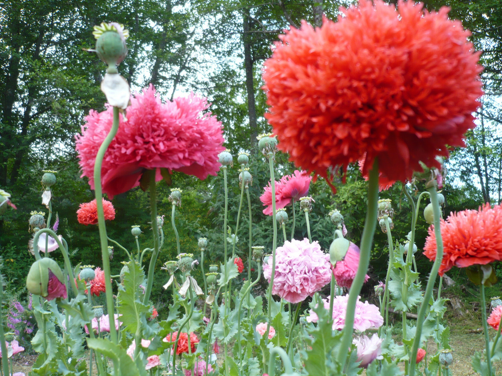 Summer Special! Papaver S. Poppy Mix 1 TSP 10,000 Seeds All Colors PoppyQueen👑