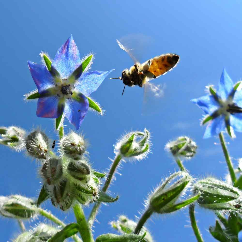 5 LBS Heirloom Borage Herb Seeds For Microgreens or Sprouting