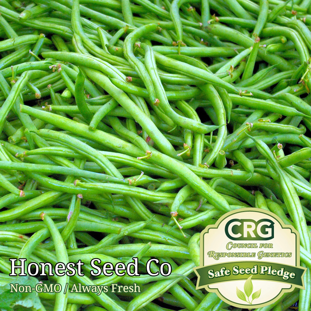Heirloom Bean Seeds | Non-GMO – Choose from several bean varieties BULK