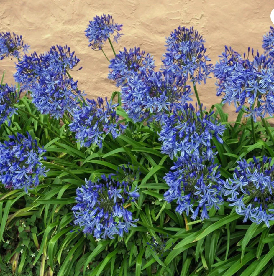 Blue/White Lily of the Nile Rooted Adult Plant – READY TO PLANT IN THE GROUND!