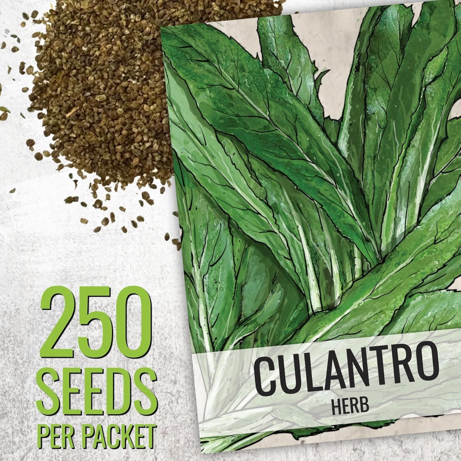 Coriander Seeds – Heirloom Cilantro & Culantro for Culinary Gardens – 2 Pack